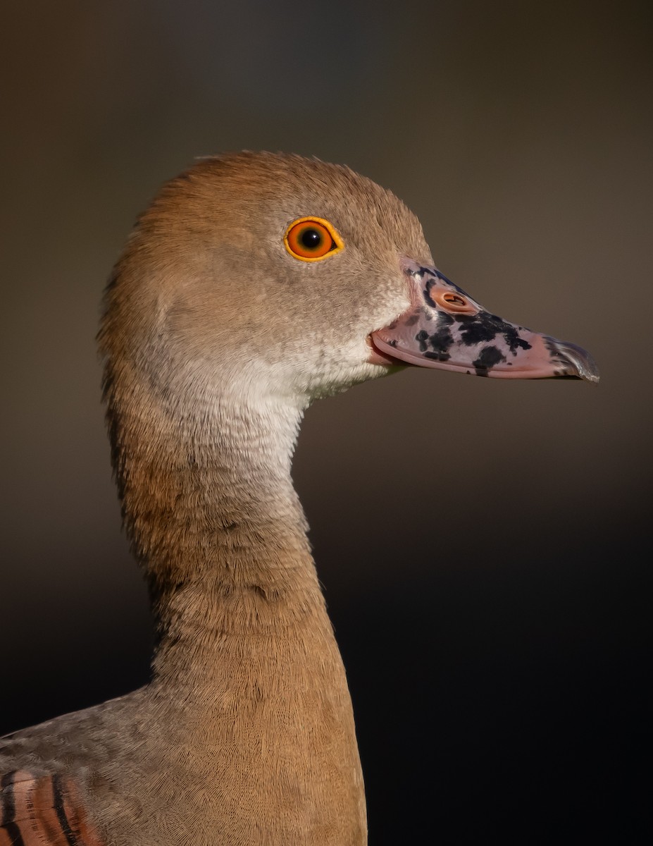 Plumed Whistling-Duck - ML645431132