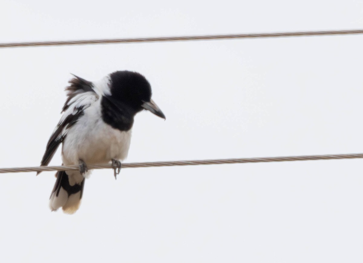 Verdugo Gorjinegro - ML645431139