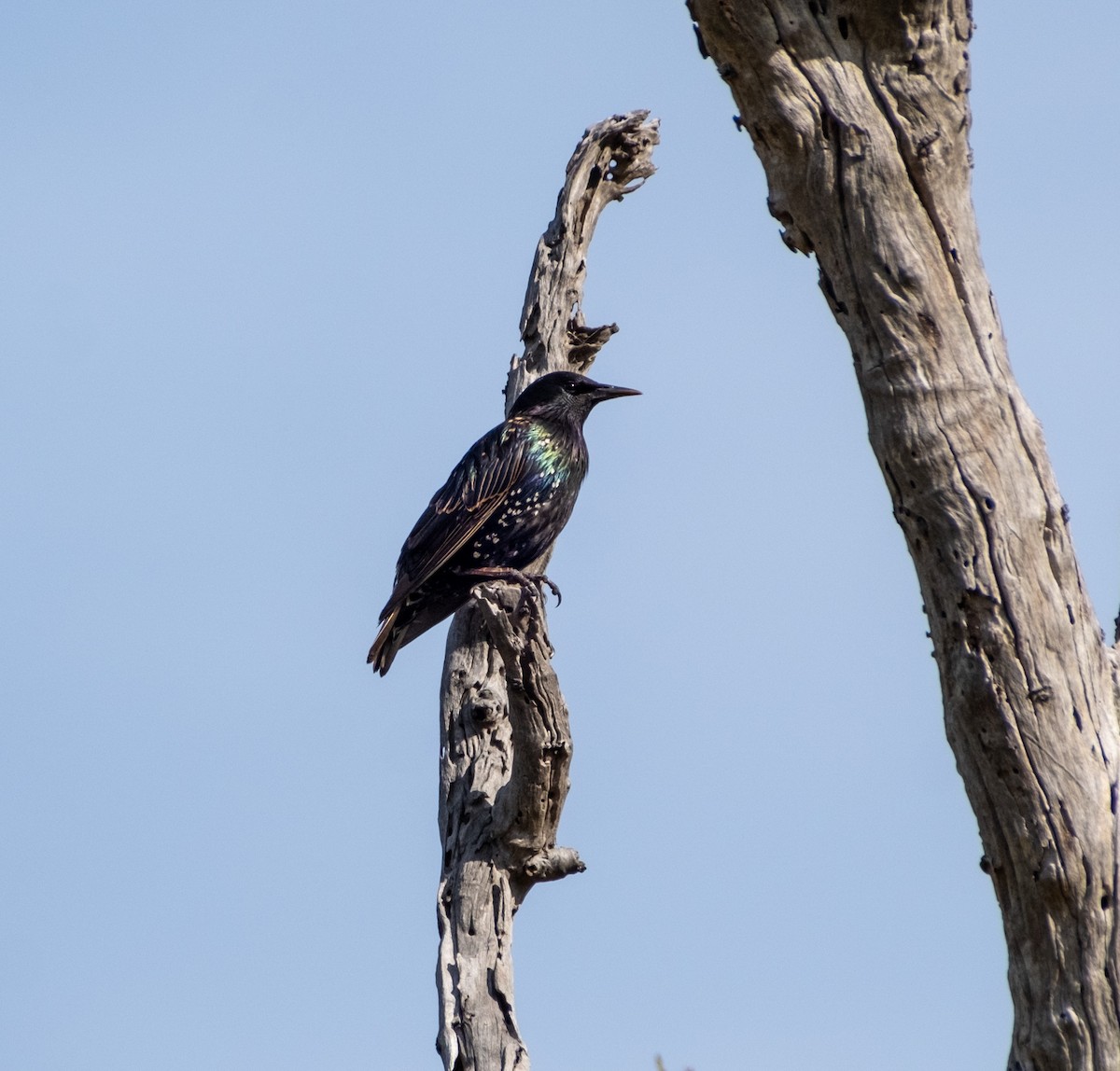 Estornino Pinto - ML645431140