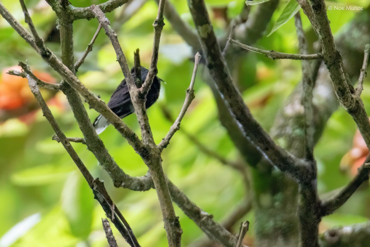 Colibrí Morado - ML645431141