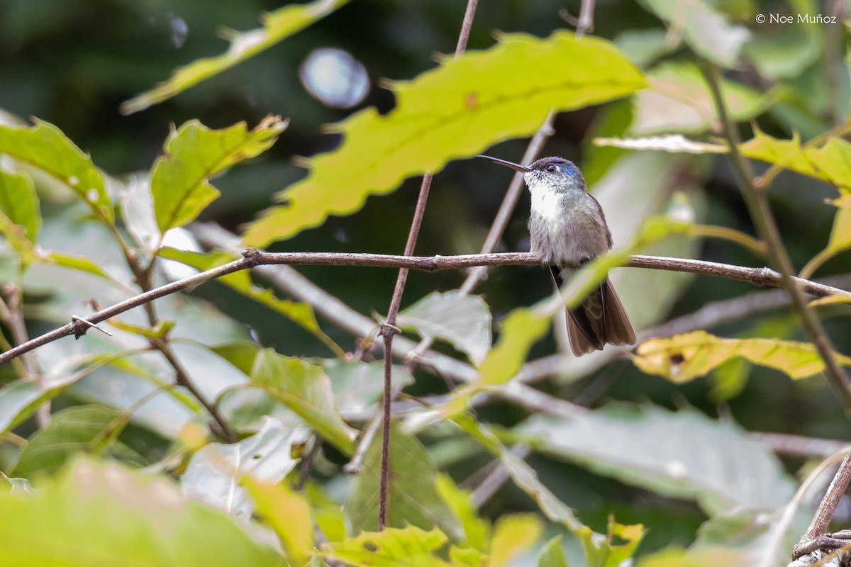 Amazilia Coroniazul - ML645431144