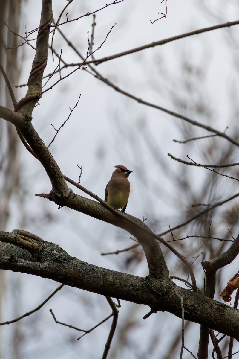 Cedar Waxwing - ML645431145