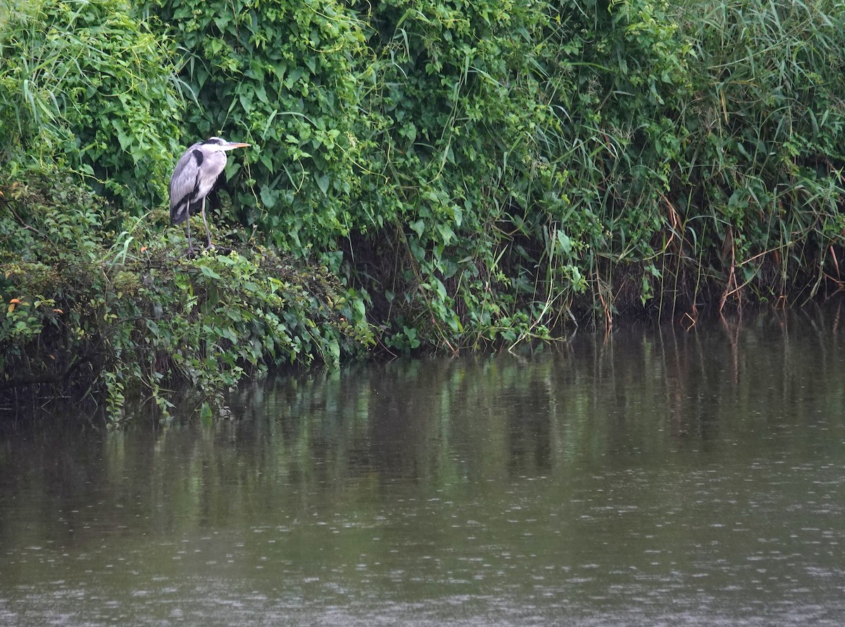 Garza Real - ML645431146