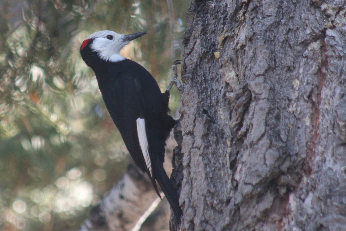 Pico Cabeciblanco - ML645431149