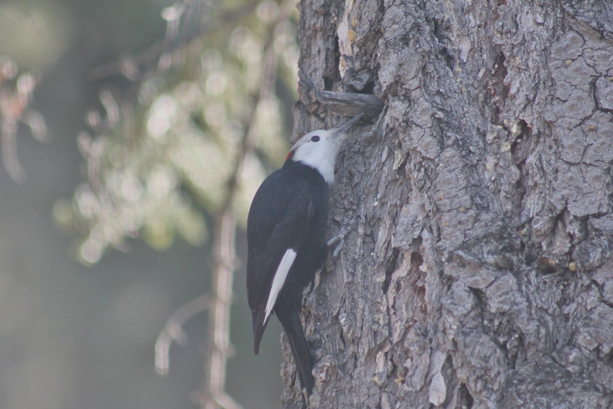 Pico Cabeciblanco - ML645431150
