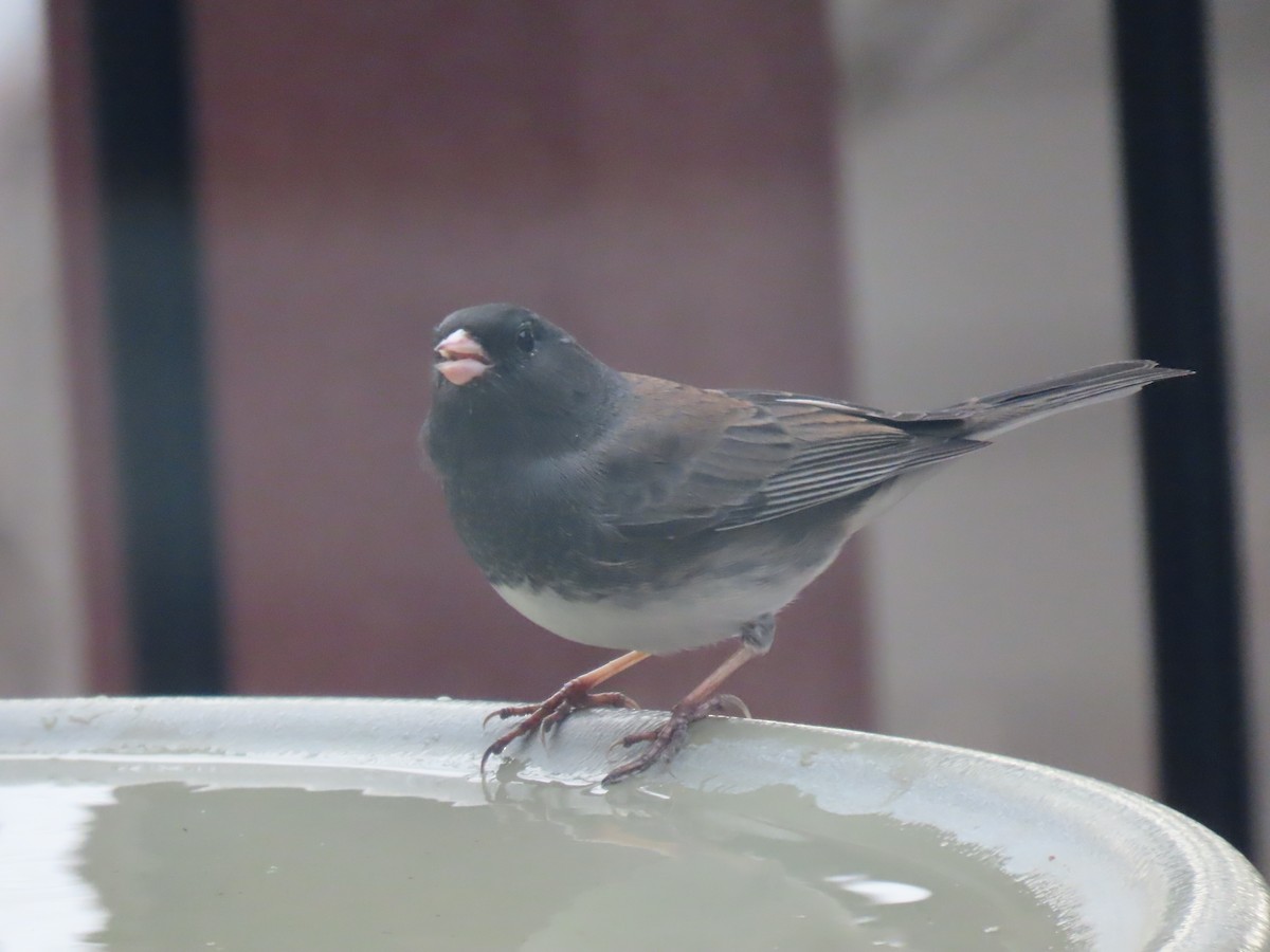 Dark-eyed Junco - ML645431153