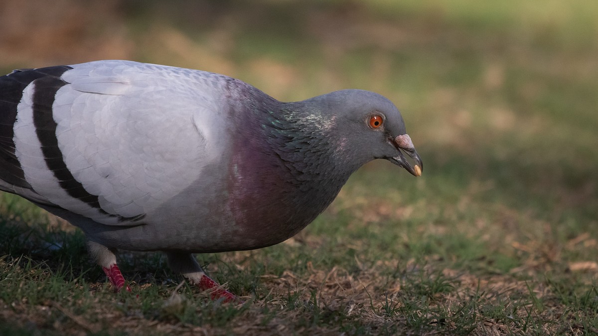 Haitz-usoa (etxekoa) - ML645431155