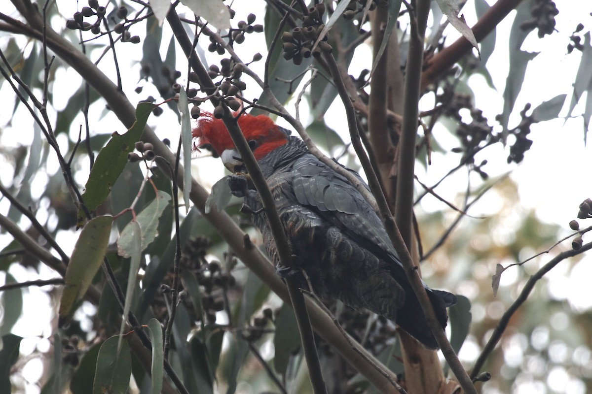 Gang-gang Cockatoo - ML645431157