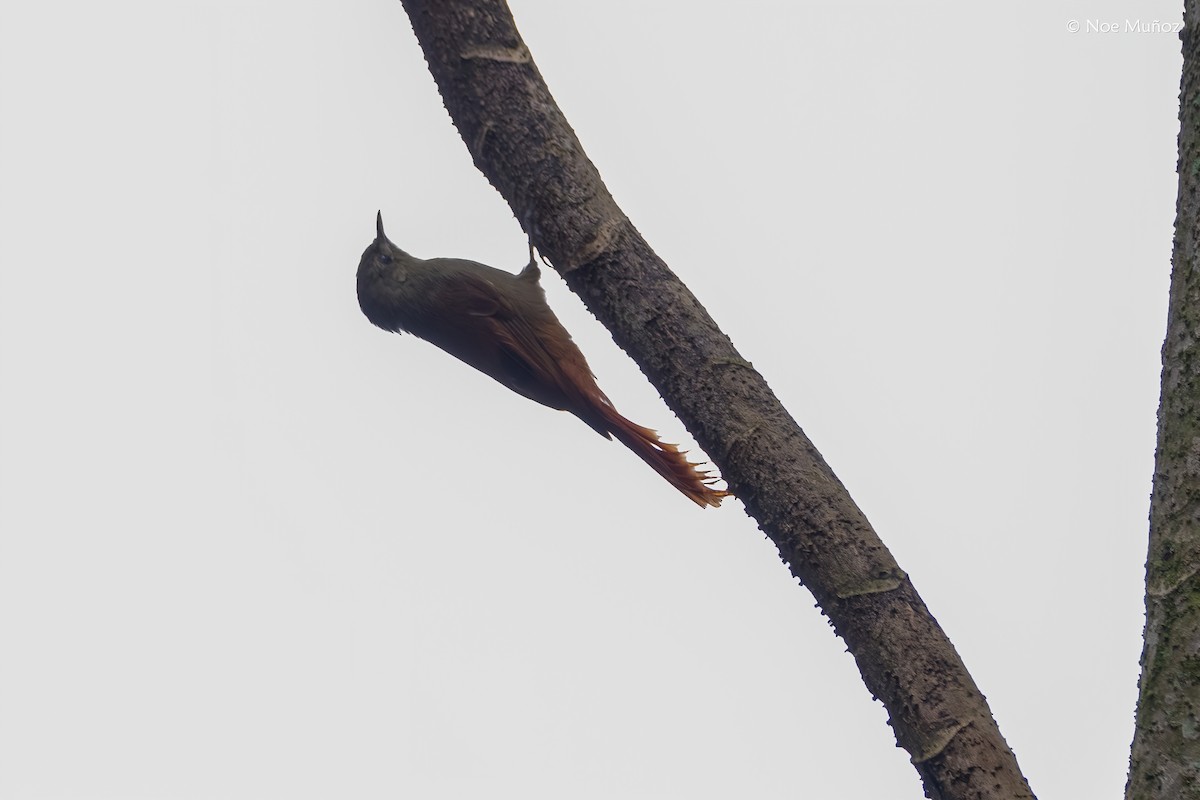Olivaceous Woodcreeper - ML645431158