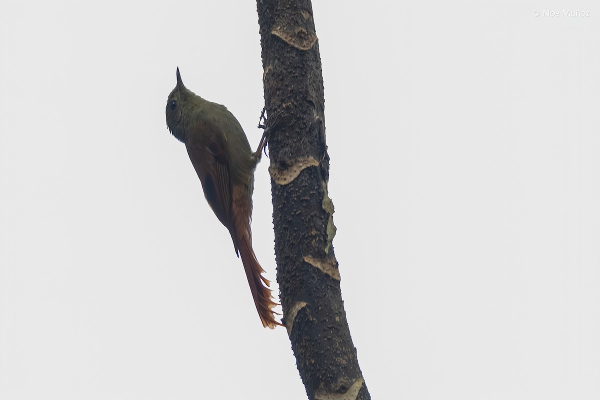 Olivaceous Woodcreeper - ML645431159