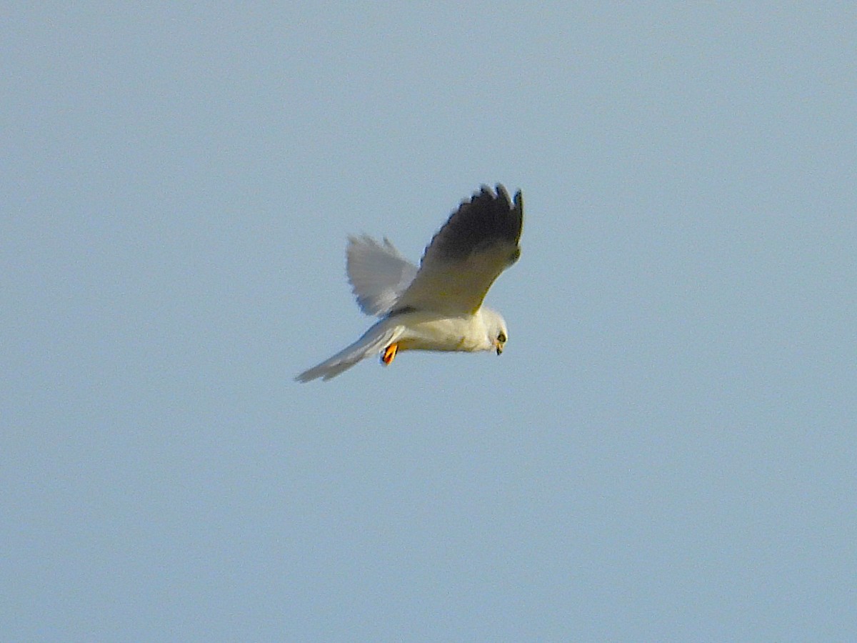 White-tailed Kite - ML645431163