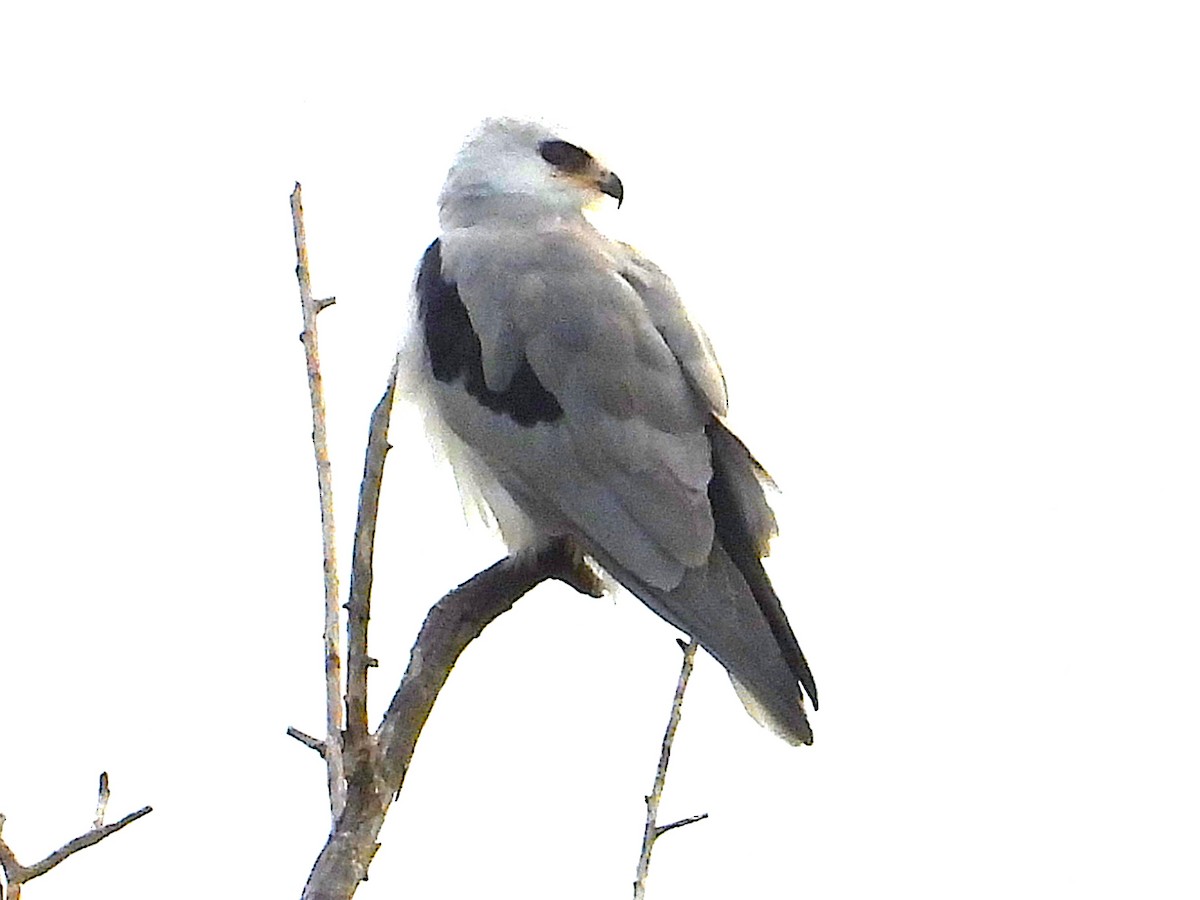 White-tailed Kite - ML645431164