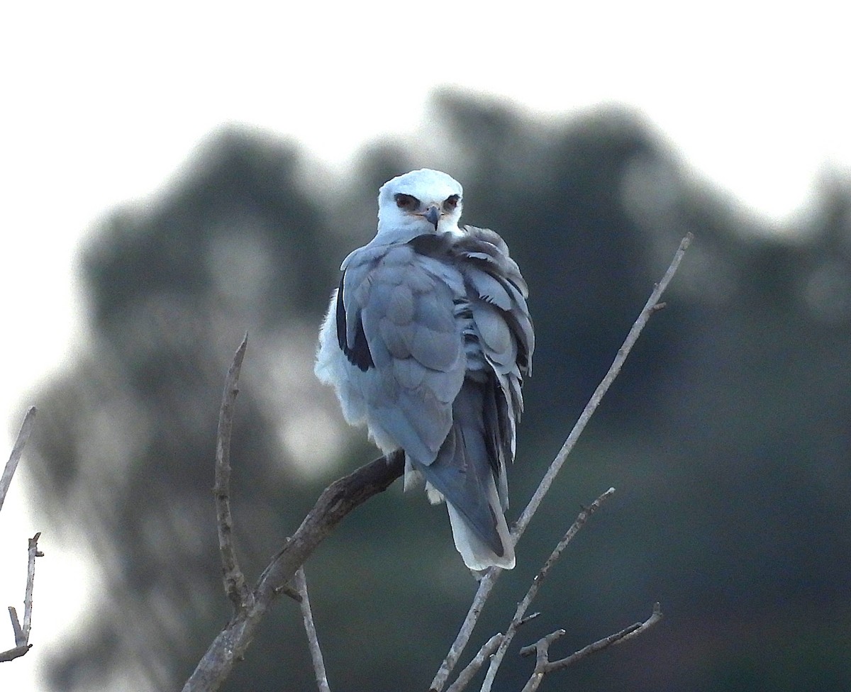 White-tailed Kite - ML645431165