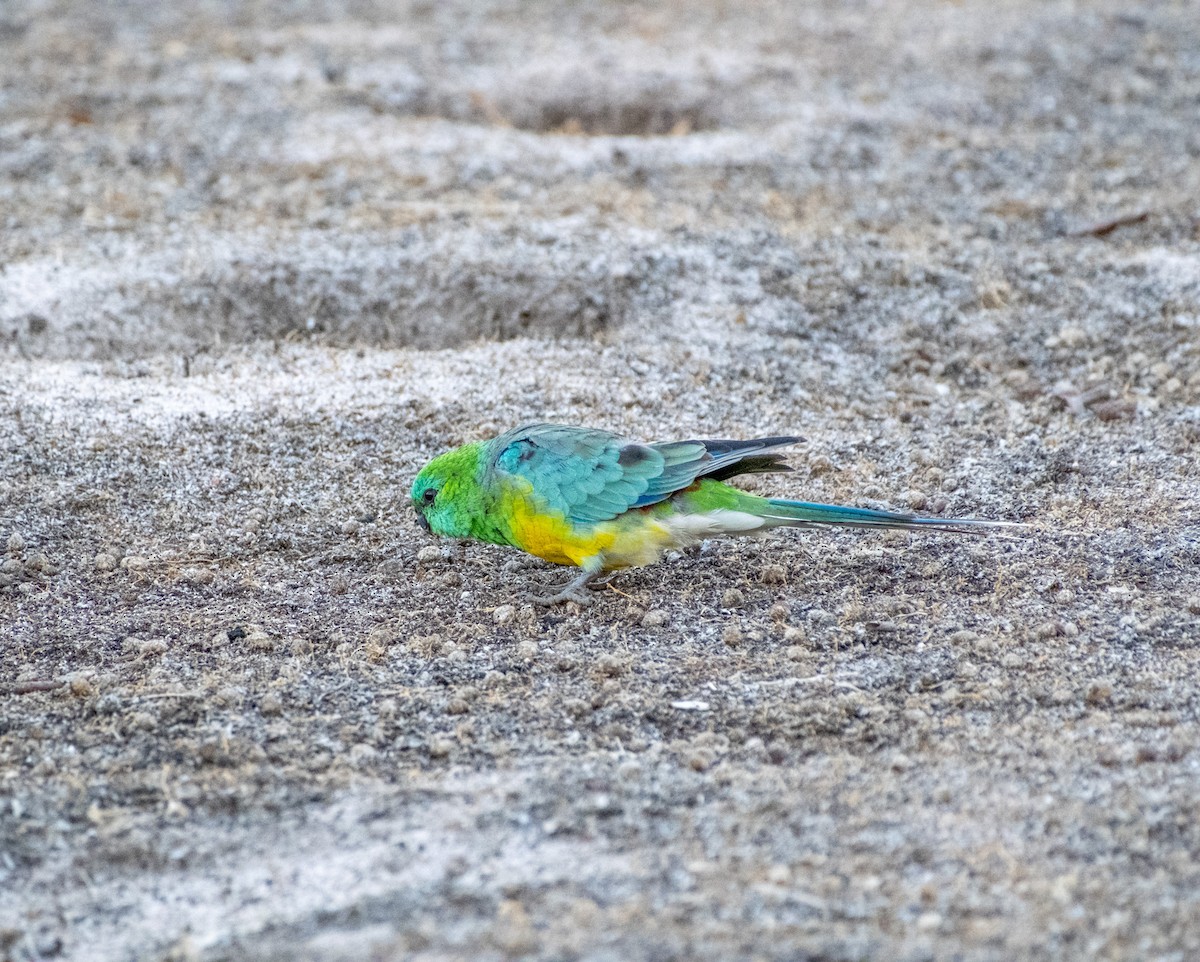 Red-rumped Parrot - ML645431169