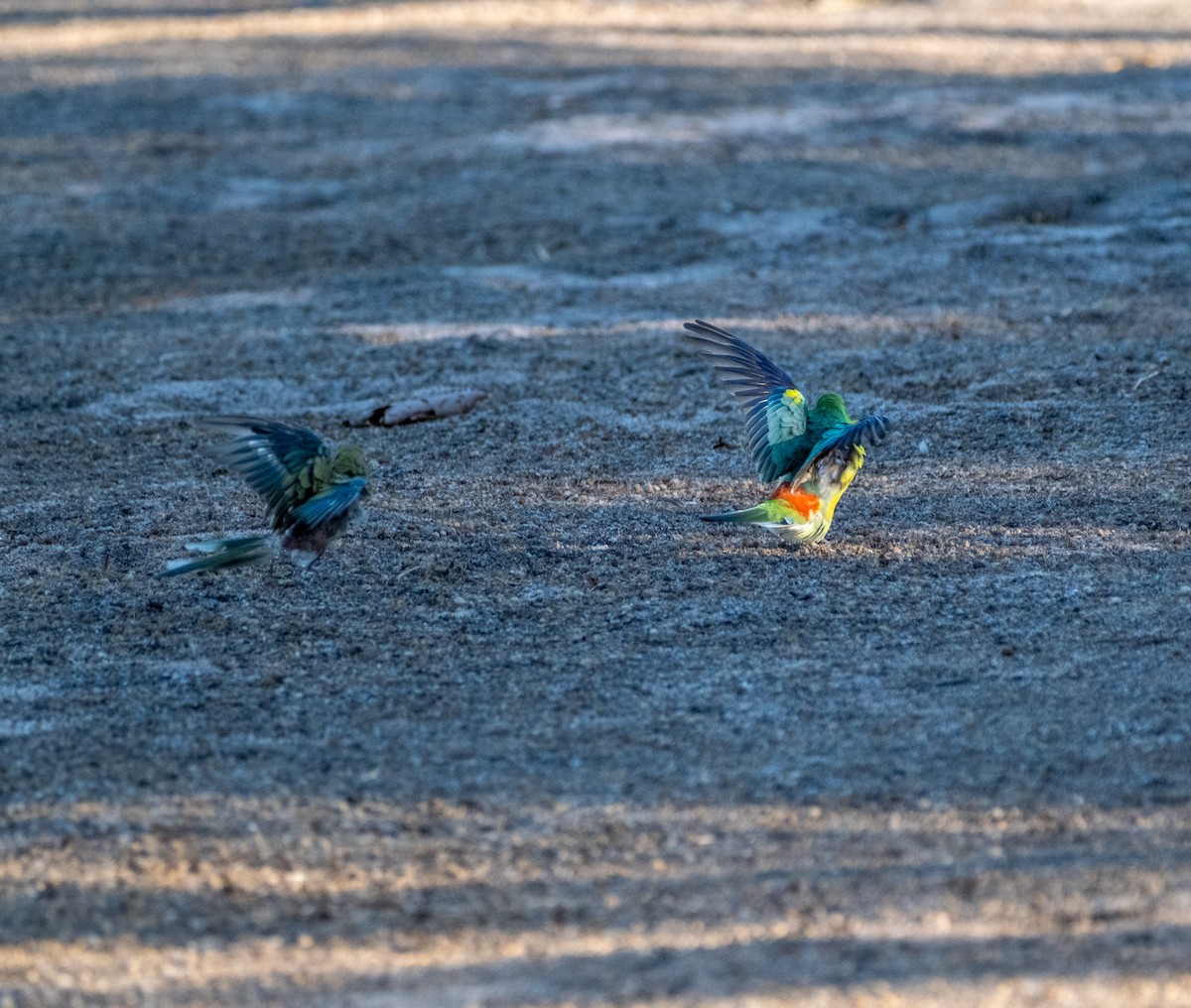 Red-rumped Parrot - ML645431170