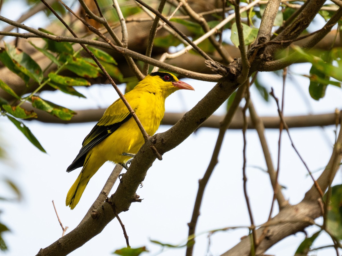 Black-naped Oriole - ML645431171