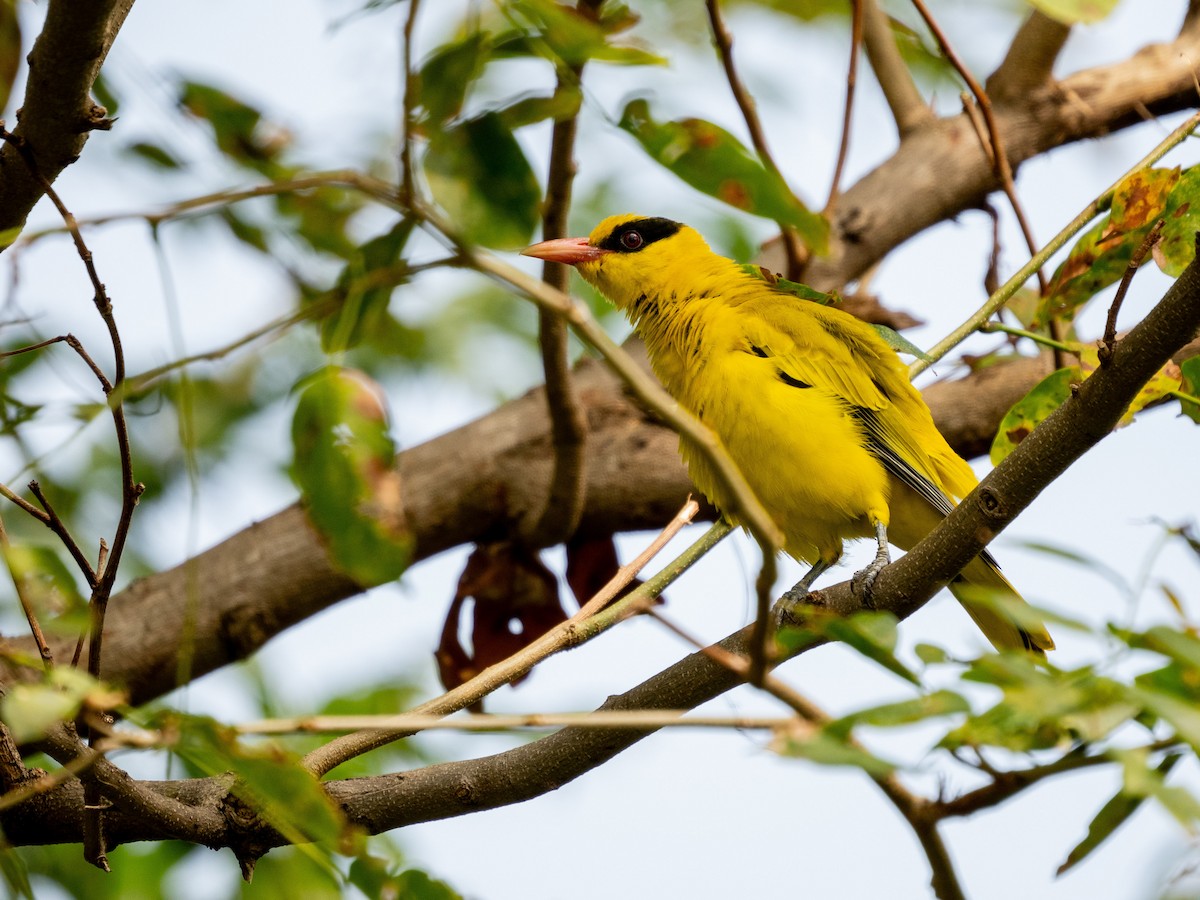 Black-naped Oriole - ML645431172