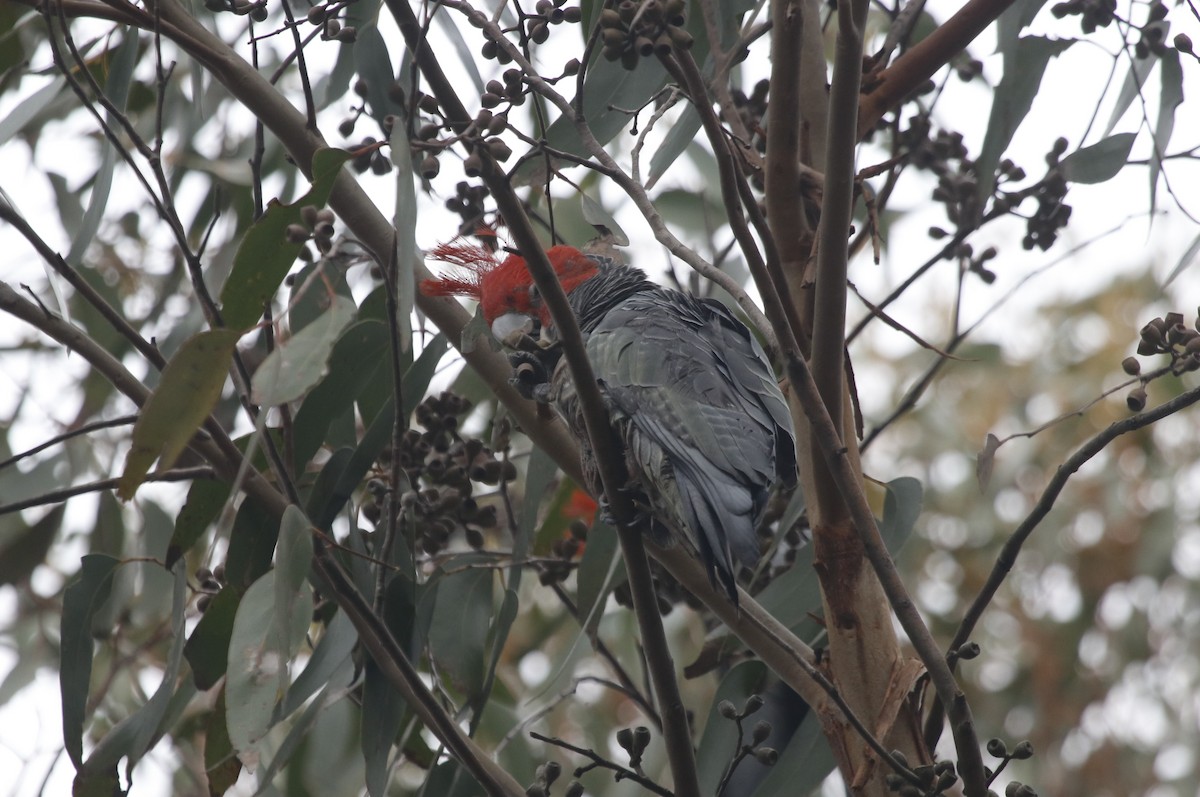 Gang-gang Cockatoo - ML645431174