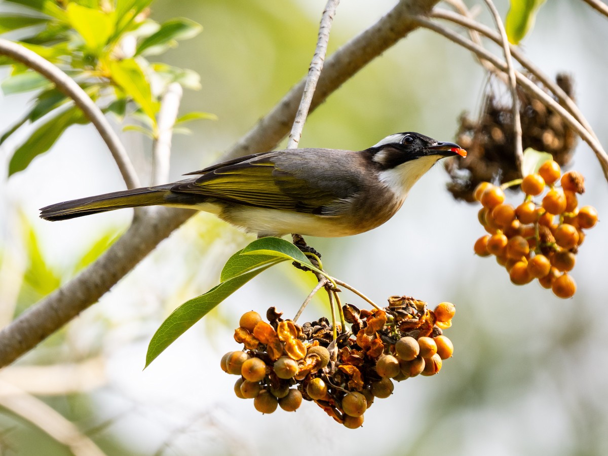 Light-vented Bulbul (formosae/orii) - ML645431175