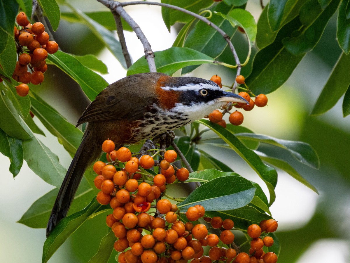 Taiwan Scimitar-Babbler - ML645431176