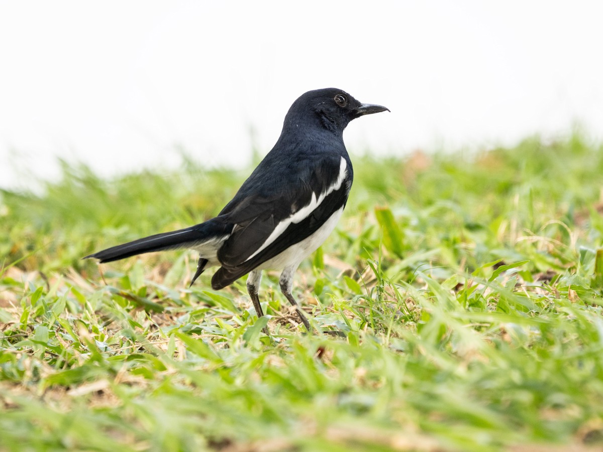 Oriental Magpie-Robin - ML645431179
