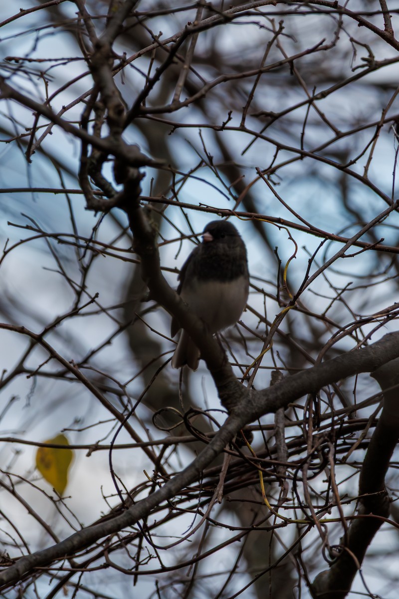 Dark-eyed Junco - ML645431181