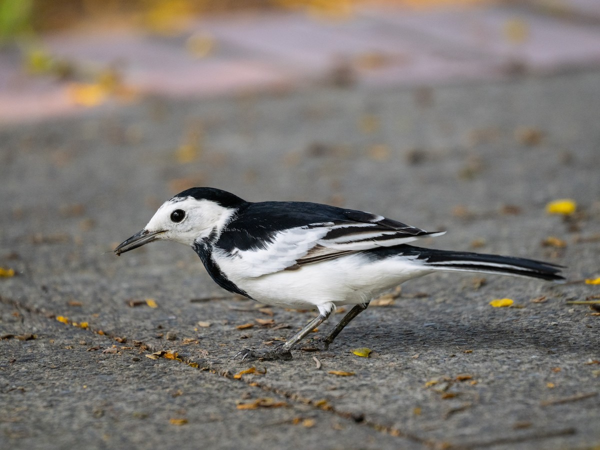 White Wagtail - ML645431182