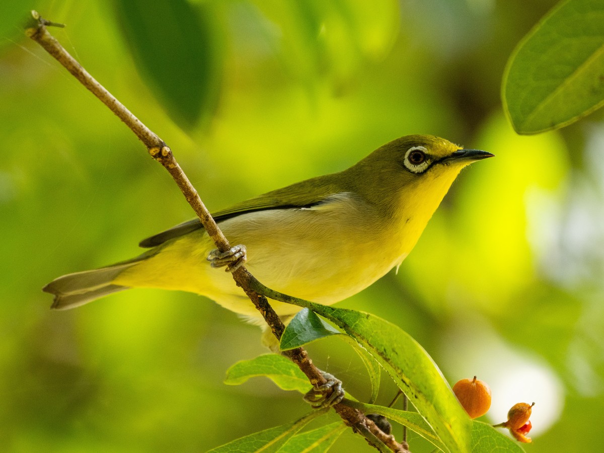 Swinhoe's White-eye - ML645431183