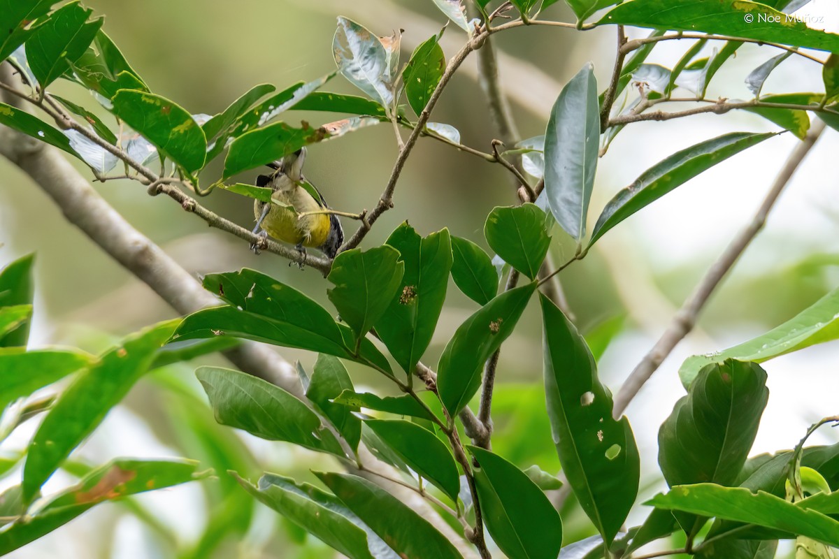 Bananaquit - ML645431197