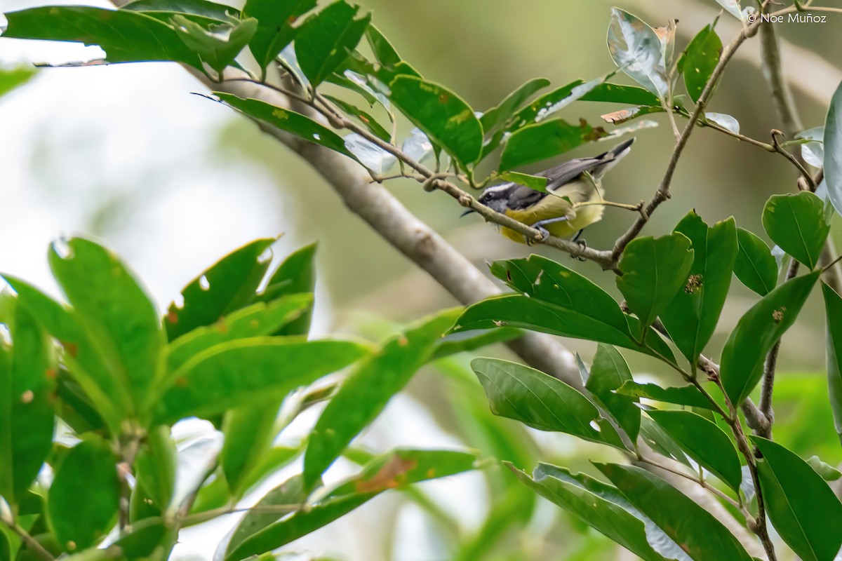 Bananaquit - ML645431198