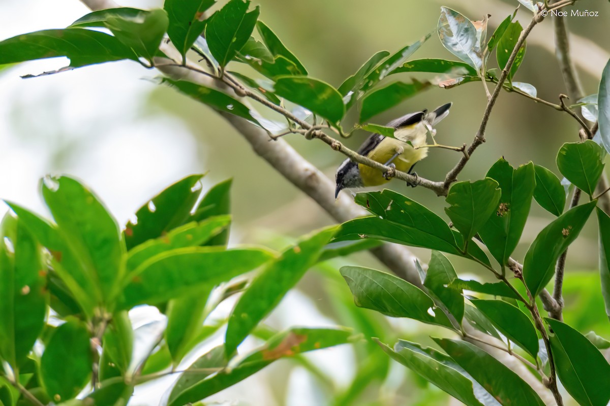 Sucrier à ventre jaune - ML645431199