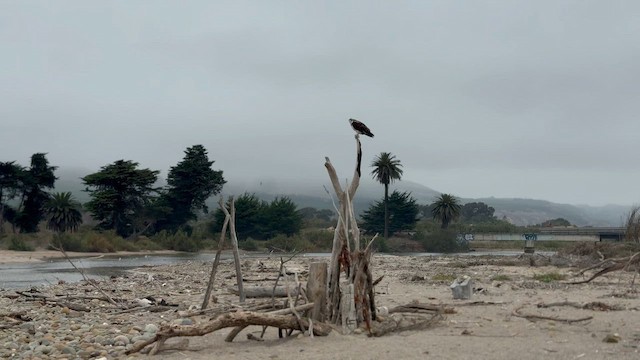 Balık Kartalı - ML645431203