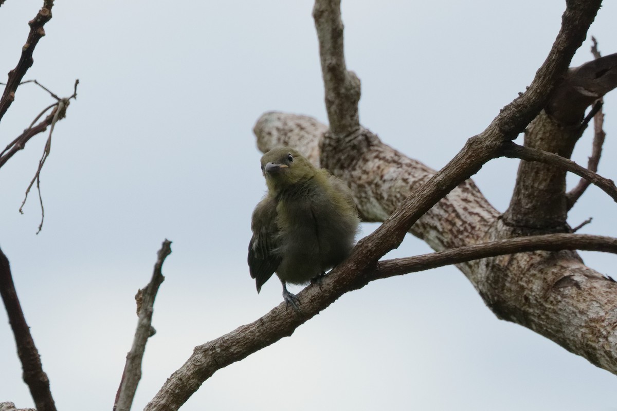 Tangara Palmera - ML645431227