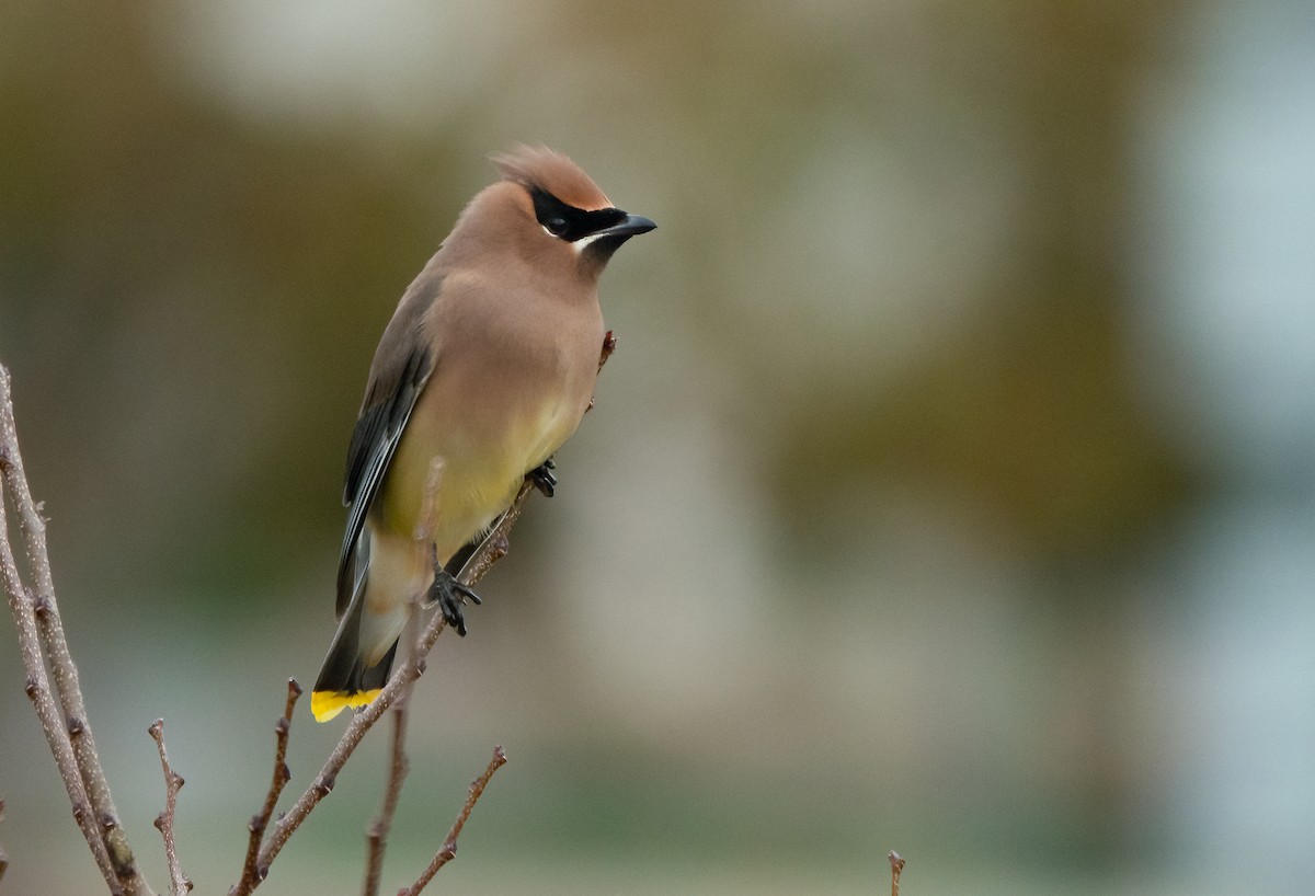 ציצנית אמריקנית - ML645431228