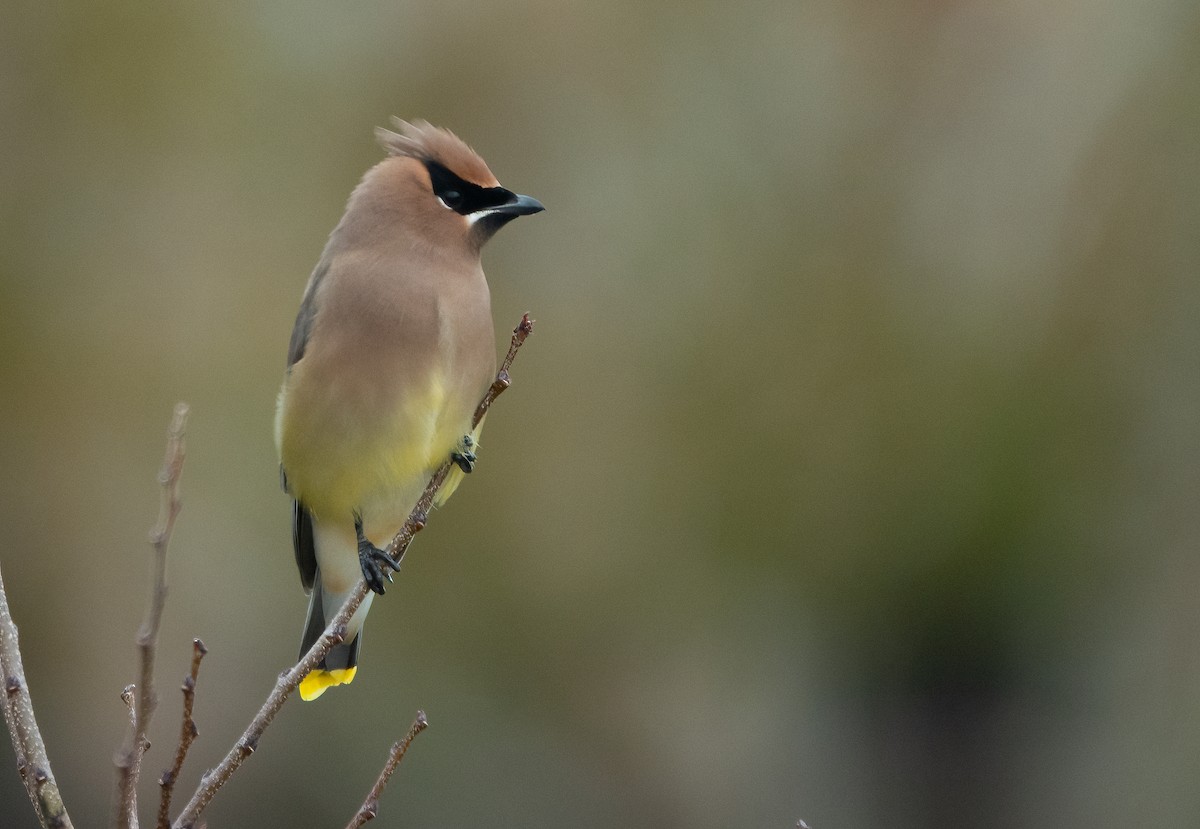 ציצנית אמריקנית - ML645431229