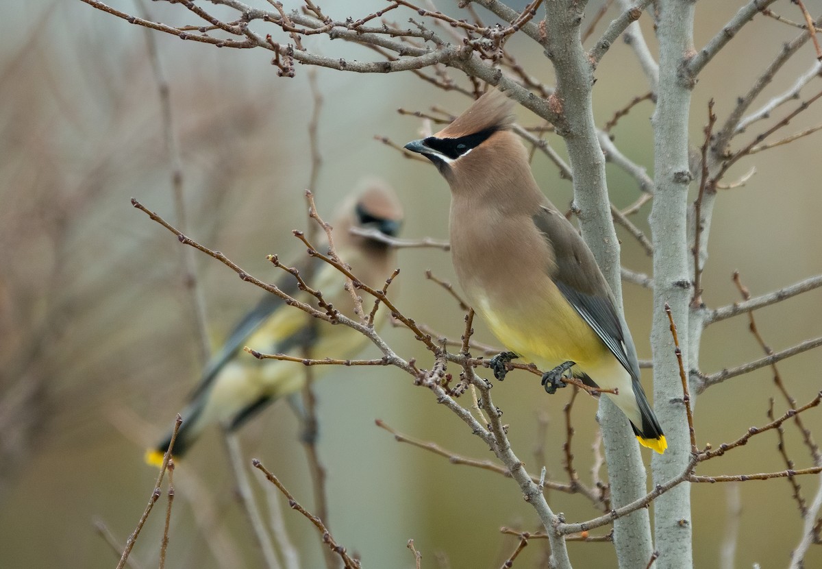 ציצנית אמריקנית - ML645431234