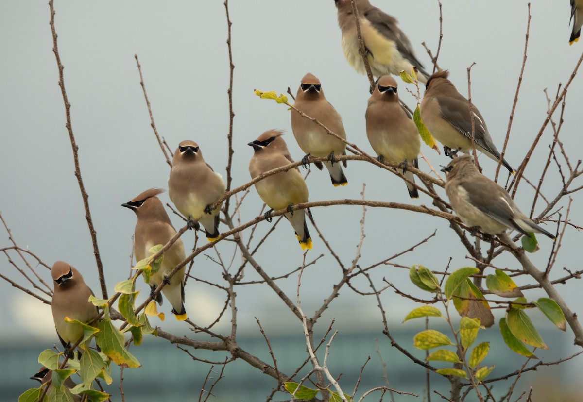 ציצנית אמריקנית - ML645431236