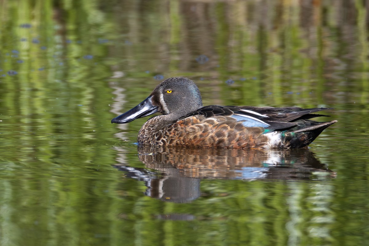 Canard bridé - ML645431239
