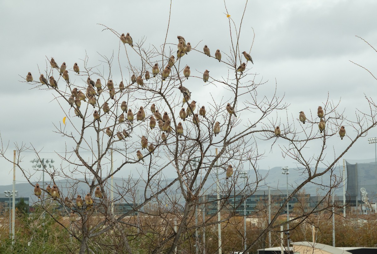 ציצנית אמריקנית - ML645431240