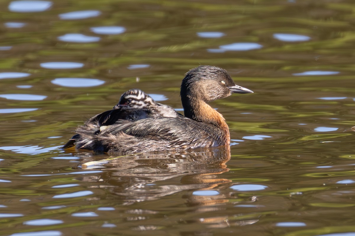 New Zealand Grebe - ML645431248