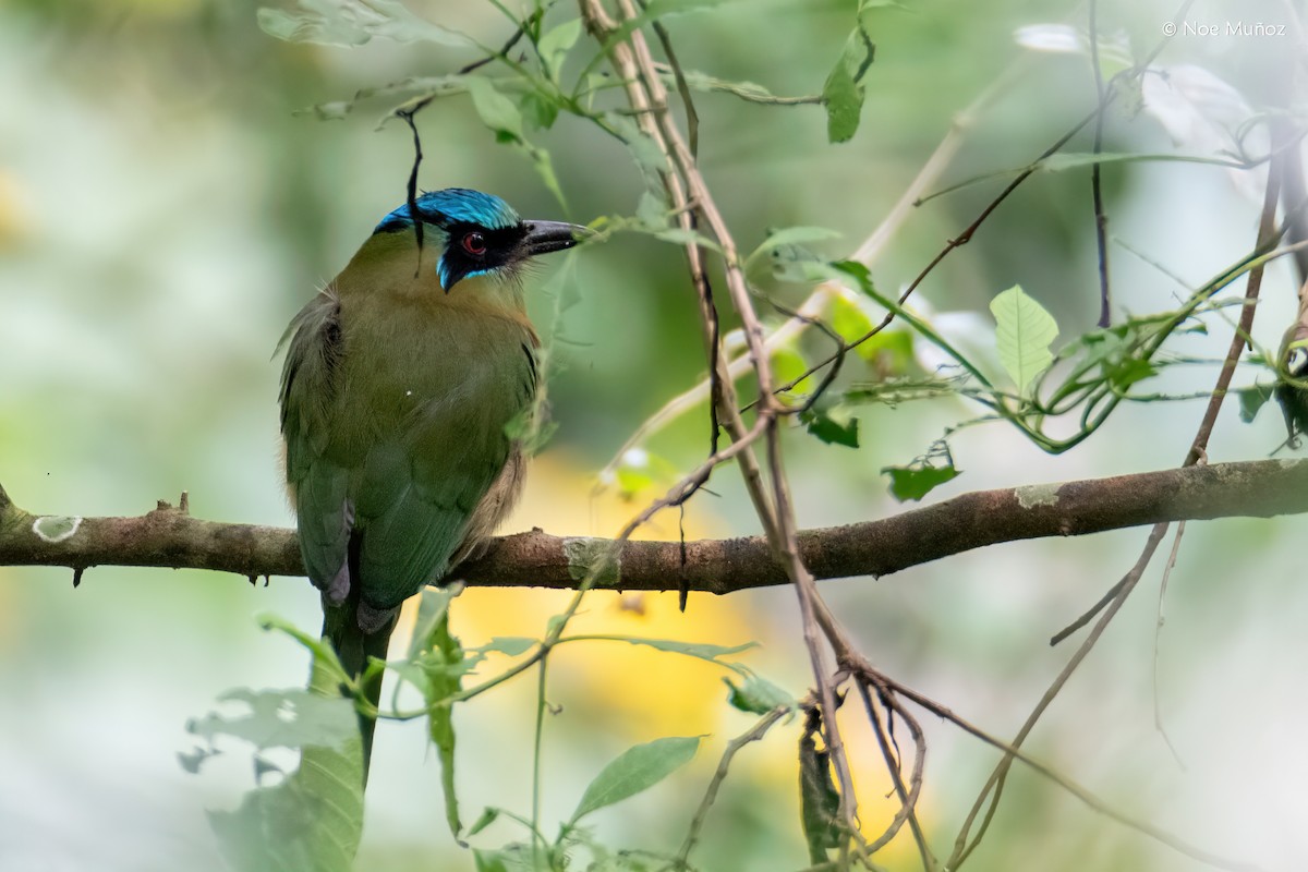 Motmot à tête bleue - ML645431257