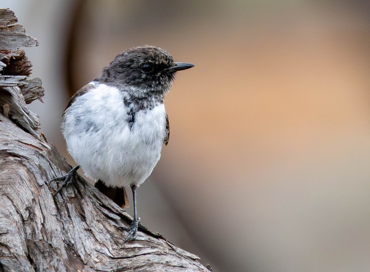 Hooded Robin - ML645431259