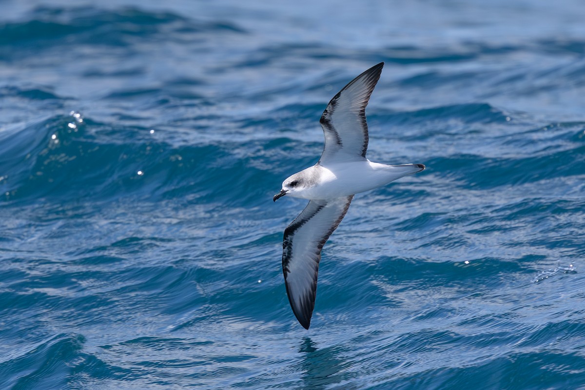 Cook's Petrel - ML645431261