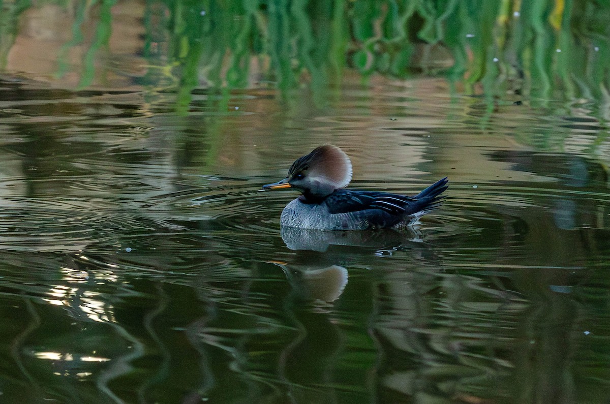 Hooded Merganser - ML645431263