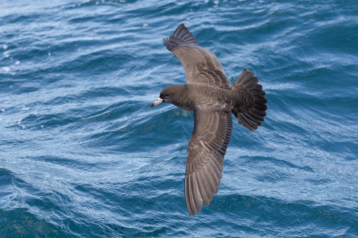 Flesh-footed Shearwater - ML645431264