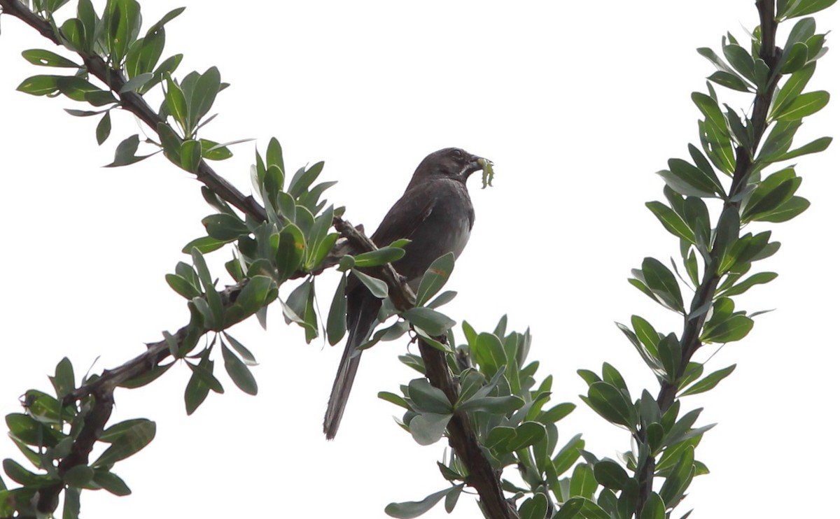 sonoraspurv - ML645431282