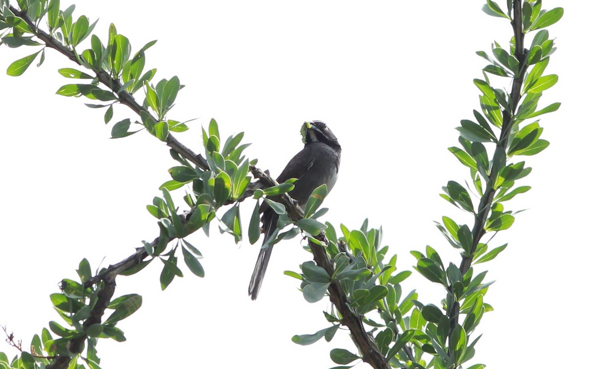 sonoraspurv - ML645431283