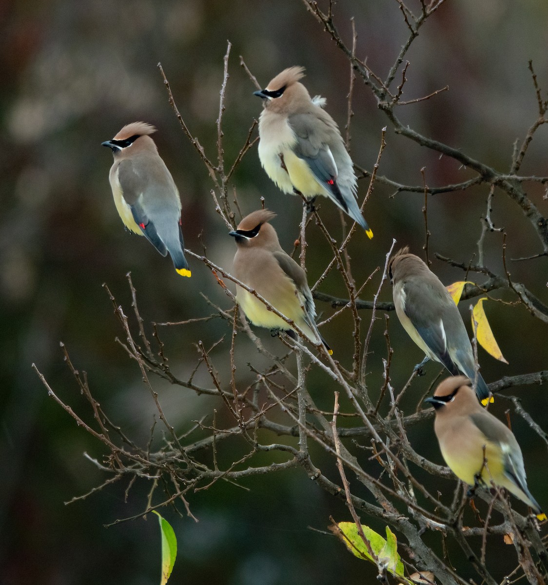 ציצנית אמריקנית - ML645431292