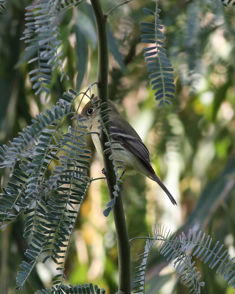 Western Flycatcher (Pacific-slope) - ML645431302