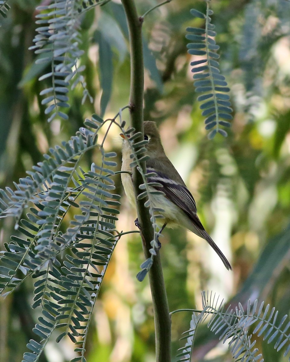 Western Flycatcher (Pacific-slope) - ML645431308
